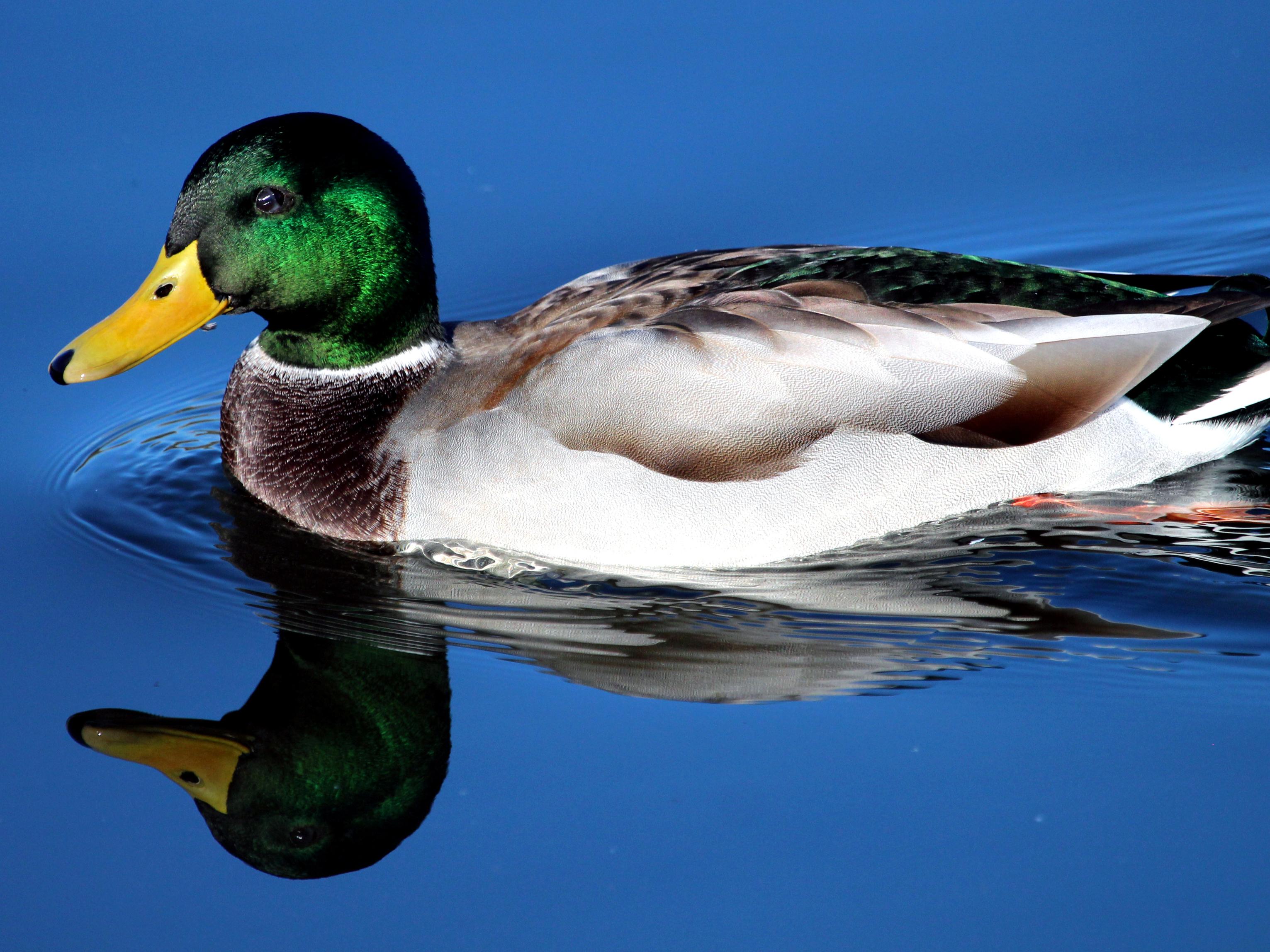 Wildlife at Mill Waters