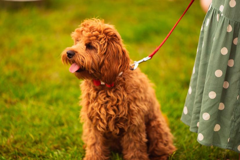 Image at https://media.umbraco.io/dev-discover-ashfield-heartcore/5fghhevs/ashfield-show-sunday-2024-24.jpg