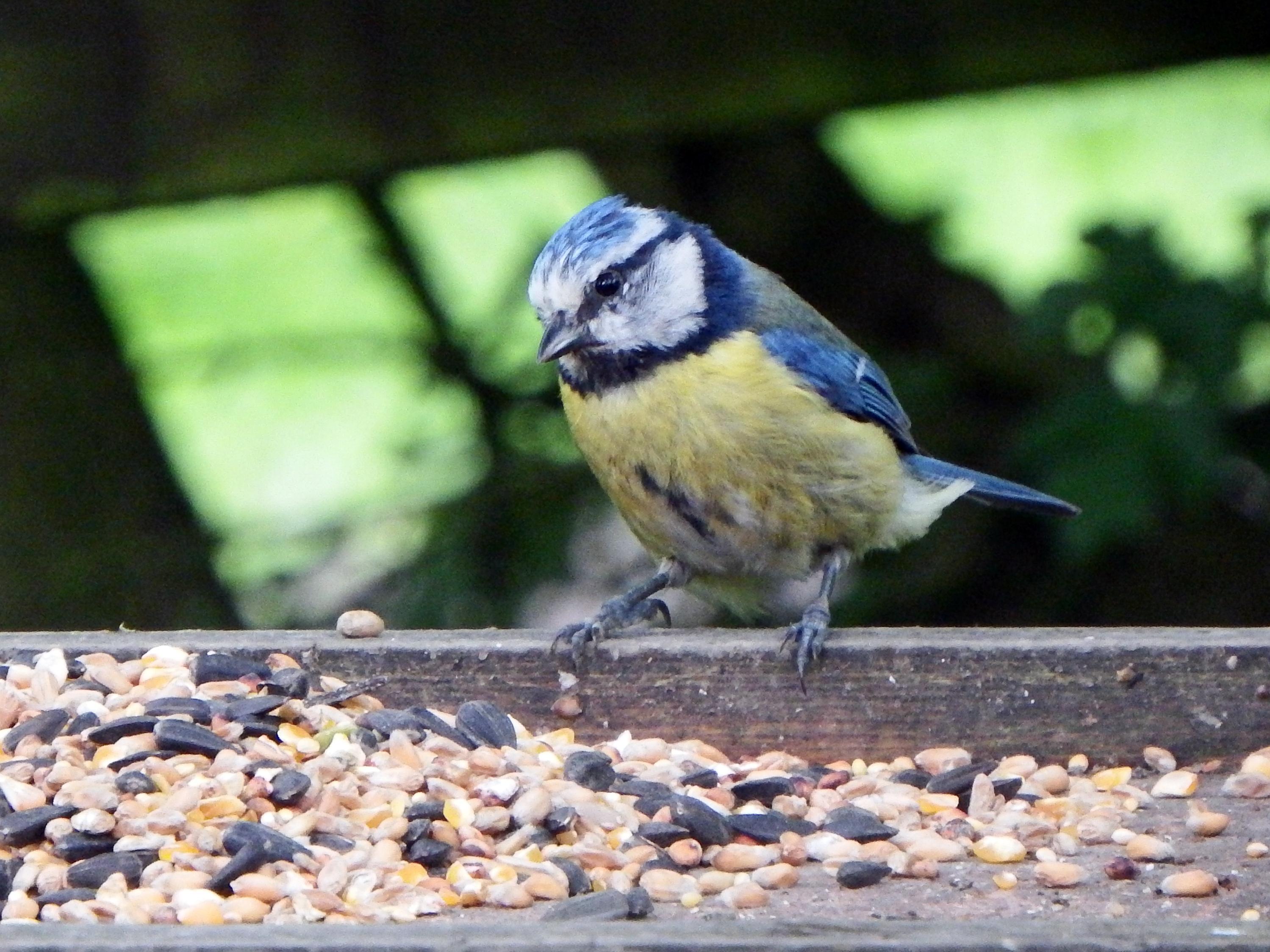 Image for https://media.umbraco.io/dev-discover-ashfield-heartcore/ftbfrk0g/blue-tit-bird-at-brierley-forest-park-1.jpg