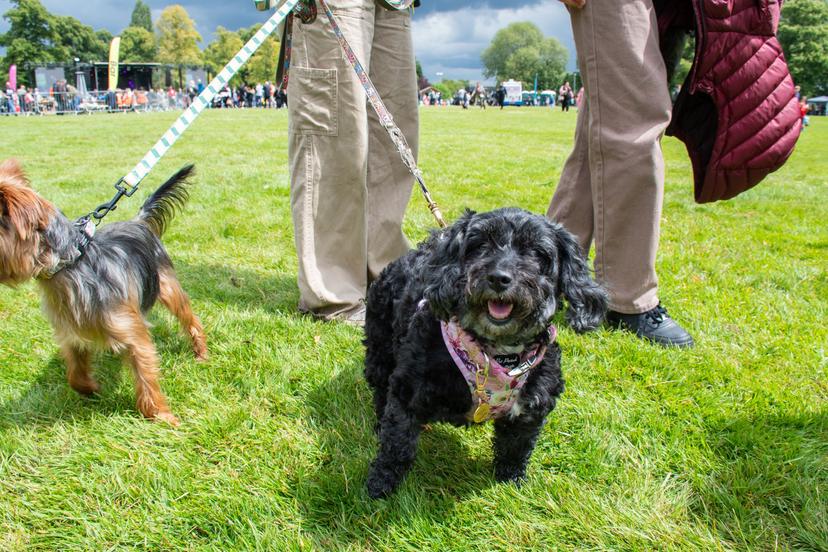 Image at https://media.umbraco.io/dev-discover-ashfield-heartcore/qsqbvmua/hucknall_fest_24-34-1.jpg