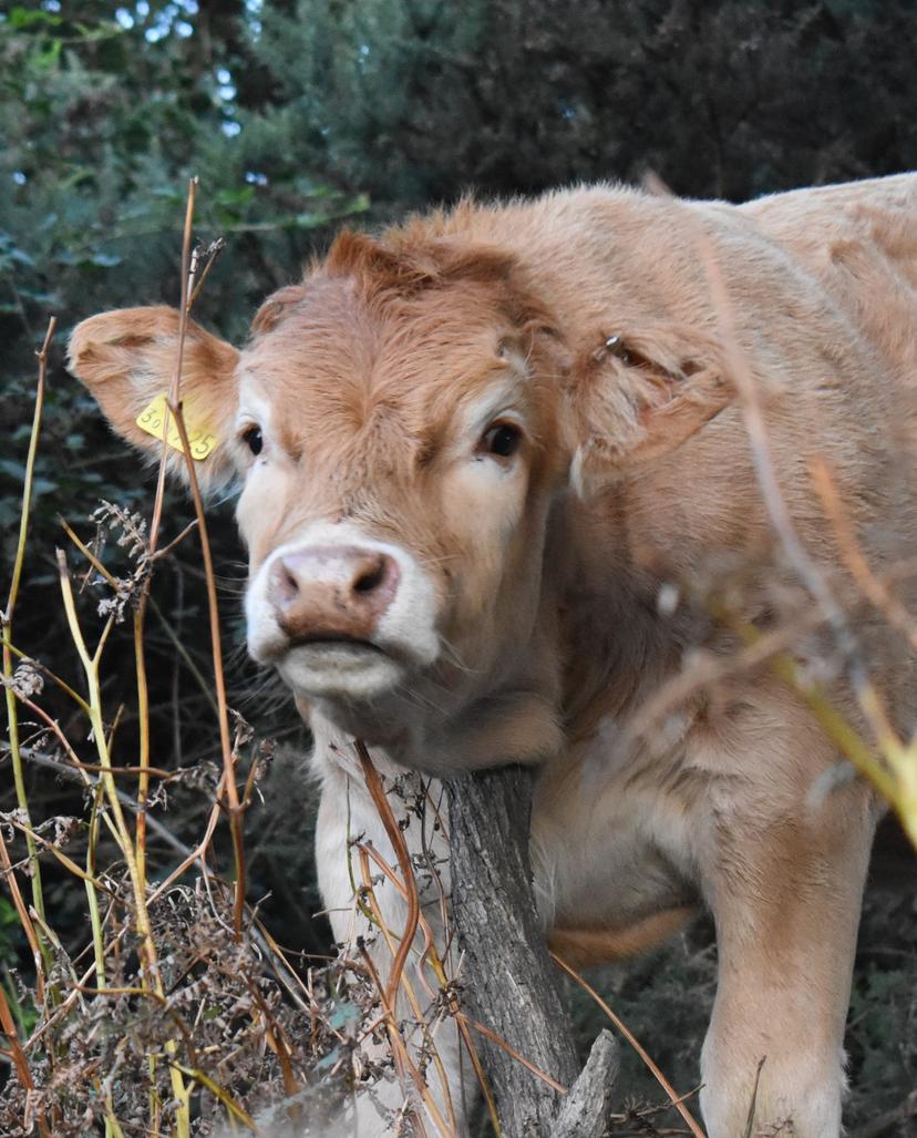 Image at https://media.umbraco.io/dev-discover-ashfield-heartcore/ys3b10kt/annie-rai-appleby-a-farmers-machinery.jpg